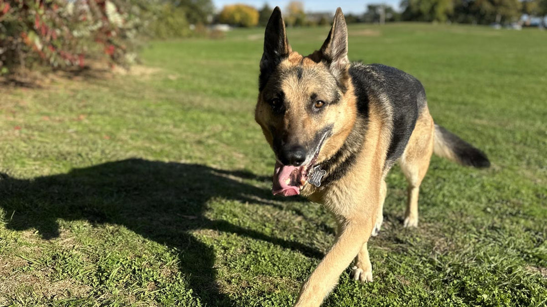 10 Meaningful Ways to Remember Your Dog (and Why a Custom Figurine Tops the List)
